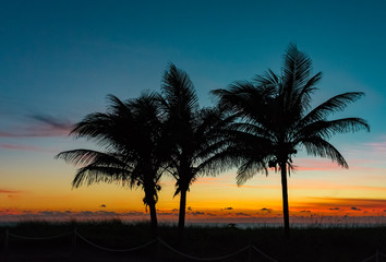 silhouette of three palm trees on the beach at sunrise