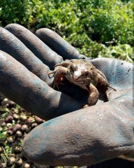 Frog in the wild