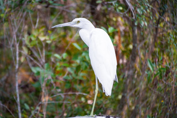 white egret in the swamp