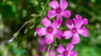 pink flowers in garden