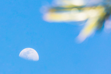 half moon in the blue afternoon sky beyond palm tree fronds