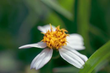 Obraz premium close up of a white and yellow Bidens Alba or Spanish Needle flower in the grass