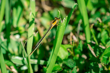 close up of a tiny dragonfly on a blade of grass