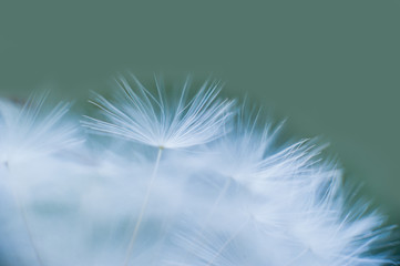 Beautiful dew drops on a dandelion seed macro. Water drops on a parachutes dandelion. Copy space. soft focus on water droplets. circular shape, abstract background