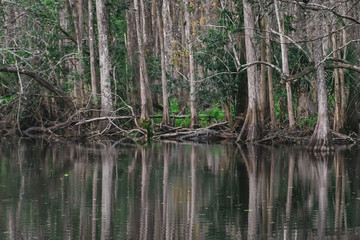 Fototapeta na wymiar alligators on the banks of a lake in the swamp