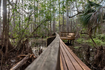 Fototapeta premium wooden trail through the wetlands of a cypress swamp