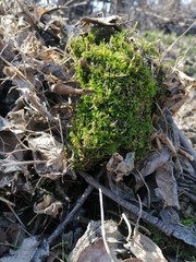 Moss on autumn leaves