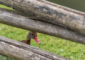 Whistling duck, Black-bellied Whistling-duck.