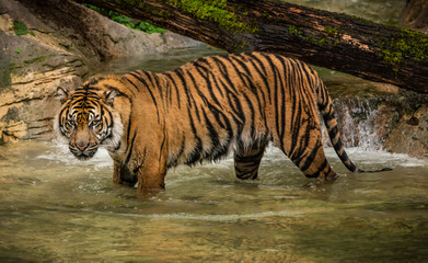 Beautiful female Sumatran tiger