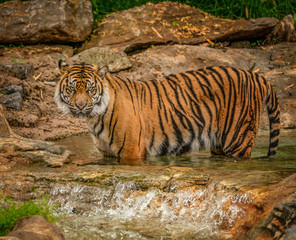 Fototapeta na wymiar Beautiful female Sumatran tiger