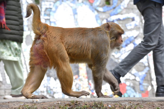 Rhesus macaque monkey walking on four legs with humans in background at a busy road in India