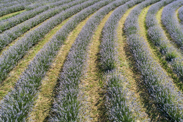 beautiful lavender flowers from above in koroshegy