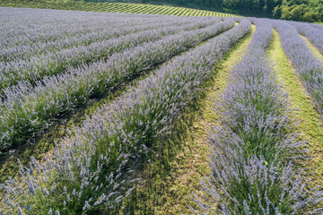 beautiful lavender flowers from above in koroshegy