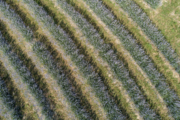 beautiful lavender flowers from above in koroshegy