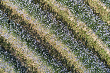 beautiful lavender flowers from above in koroshegy