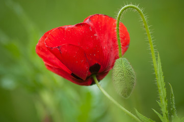 closeup of isolated poppy in a meadow at spring