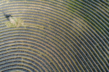 beautiful lavender flowers from above in koroshegy