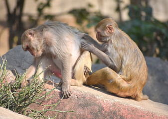 Rhesus Macaque / Macaca mulatta : A young monkey scratching the back of an adult female, a natural wildlife shot highlighting social relations, compassion and togetherness. Himalayan hills, NEPAL 
