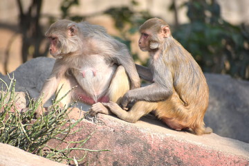 Two wild Rhesus Macaque monkeys holding hands, sitting on a rock and staring curiously, Himalayan hills, INDIA