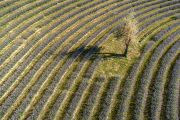 beautiful lavender flowers from above in koroshegy