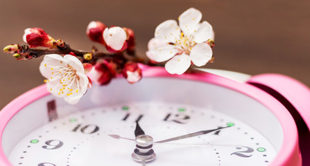Branch with apricot flowers on the clock. Spring arrival_