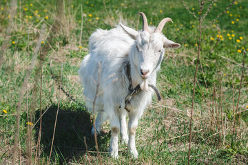 Obraz na płótnie Canvas White horned goat with long hair on a green meadow on a sunny summer day