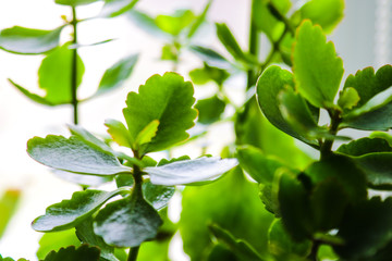 Green leaves of banyan tree. Ficus annulata.