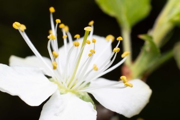 Wiśnia wiosenna kwitnie © Aleksander