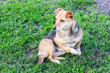 On the green grass lying dog with an injured foot. Cruelty to animals_