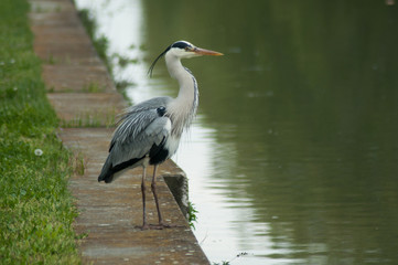 Obraz premium portrait of heron standing in border water