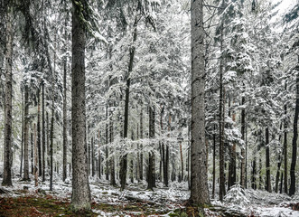Winterwald bei Kaltenbronn