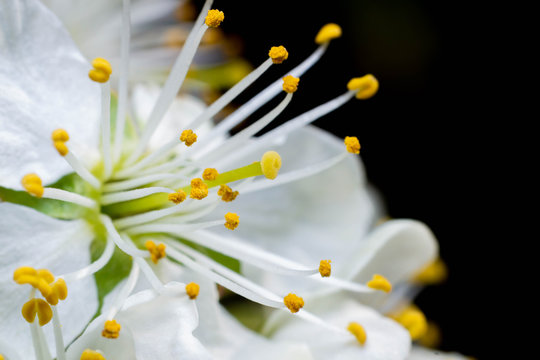 Kwiat wiśni makro © Aleksander