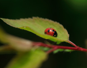 ladybug on leaf