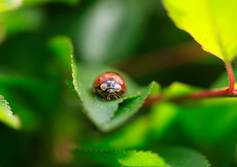 ladybug on a leaf