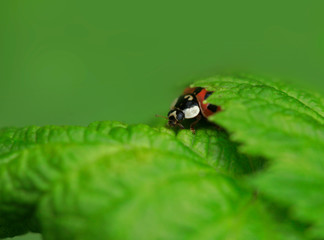 ladybug on green leaf
