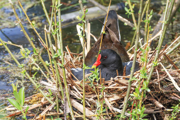 Moorhen, Gallinula Chloropus in the city center - visible floating bottles in the background
