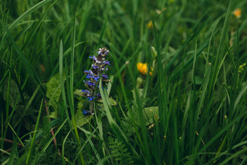 Close up photo of (ajuga reptans) common Carpet bugle weed blue spike in the grass on the meadow. Wild Ajuga reptans blooming with beautiful yellow dandelion in the forest.