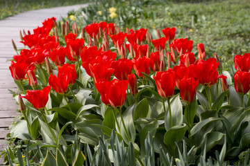 Obraz premium red tulips in the garden. Nature.