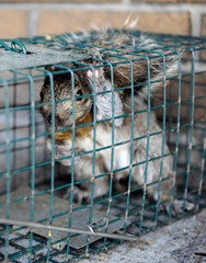 &eacute;cureuil en cage