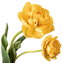 Pair of yellow full Parrot tulips isolated on white background