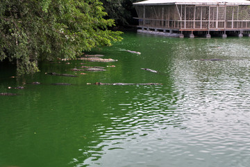 Fototapeta na wymiar Crocodiles in the river