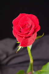 Bonita rosa de color rojo