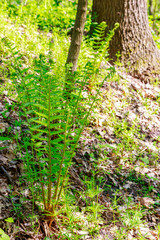 Green fern in a forest