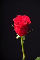 Bonitas rosas