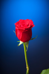 Bonitas rosas