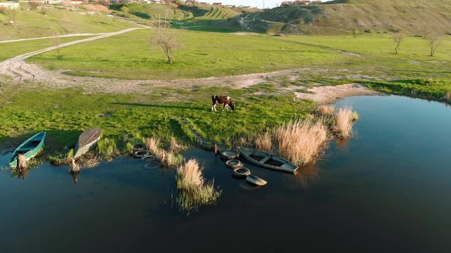 Cow eating grass near river and boats floating on water. Aerial view using drone of countryside