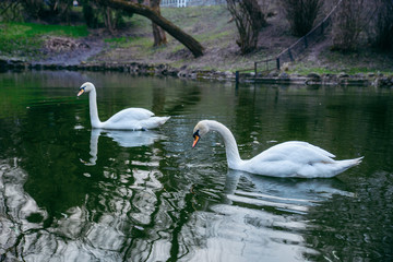 couple swans at lake close up