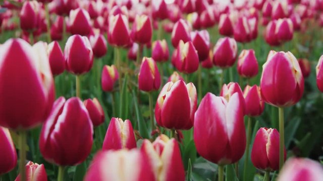 red tulips outdoors