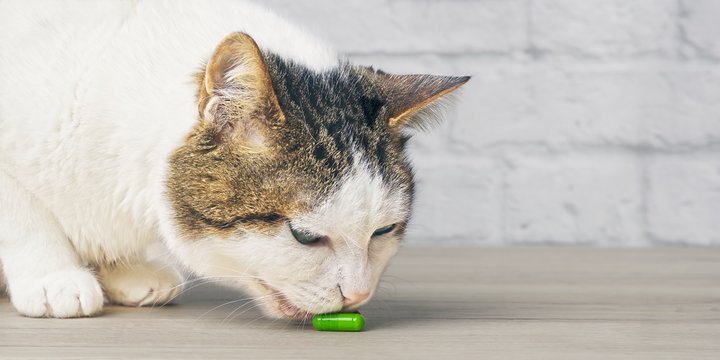 Curious tabby cat licking on a green medicine capsule on the table. 