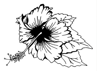 Hibiscus flower with leaves. Black and white illustration. Drawn by hand. Isolated on white. There is an option in the vector.